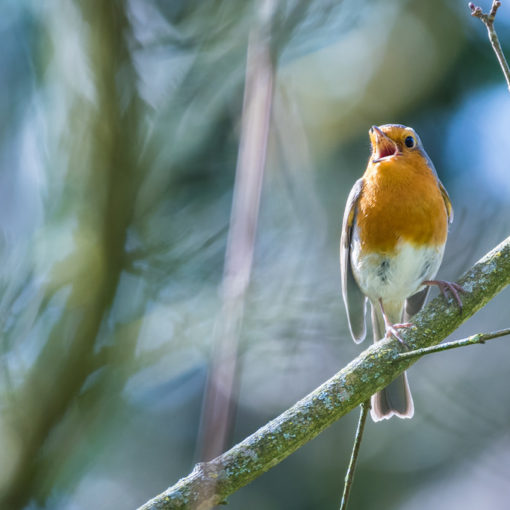 Rougegorge familier / Erithacus rubecula