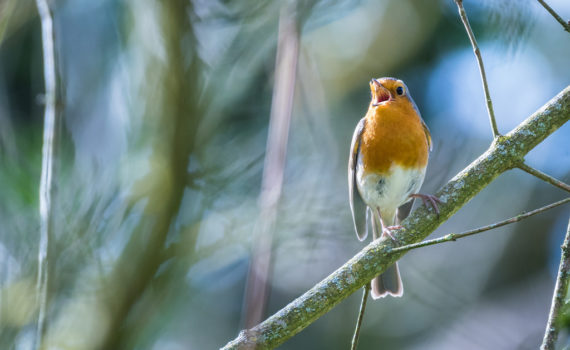 Rougegorge familier / Erithacus rubecula