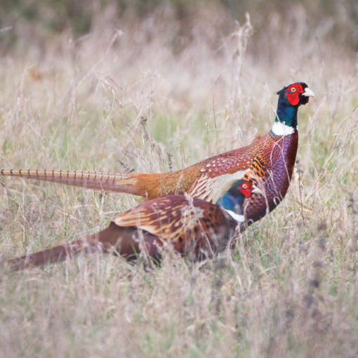 Faisan de Colchide / Phasianus colchicus