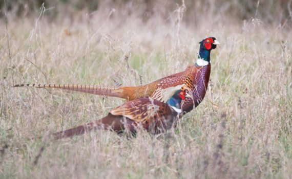 Faisan de Colchide / Phasianus colchicus