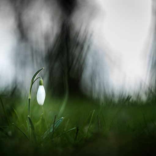 Perce-neige / Galanthus nivalis