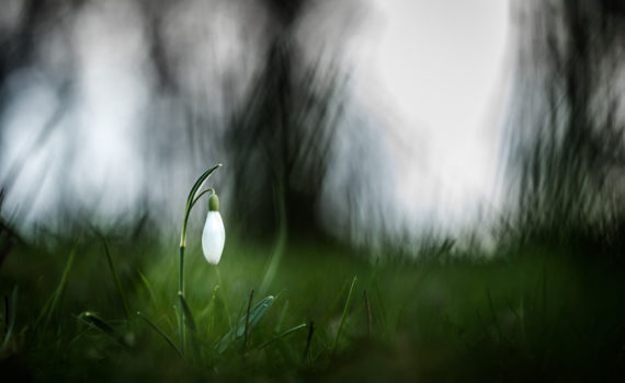 Perce-neige / Galanthus nivalis