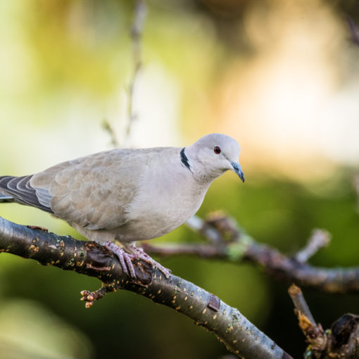 Tourterelle turque / Streptopelia decaocto