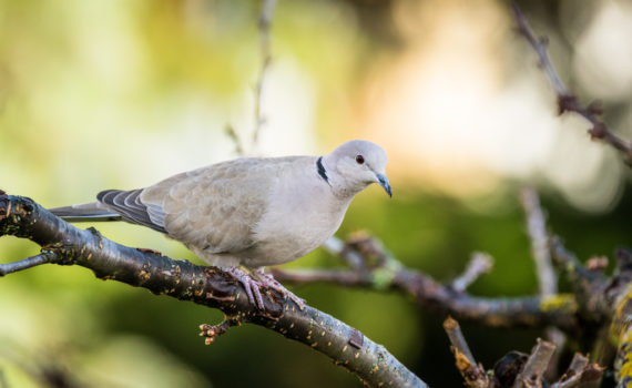 Tourterelle turque / Streptopelia decaocto