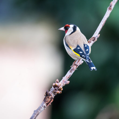 Chardonneret élégant / Carduelis carduelis