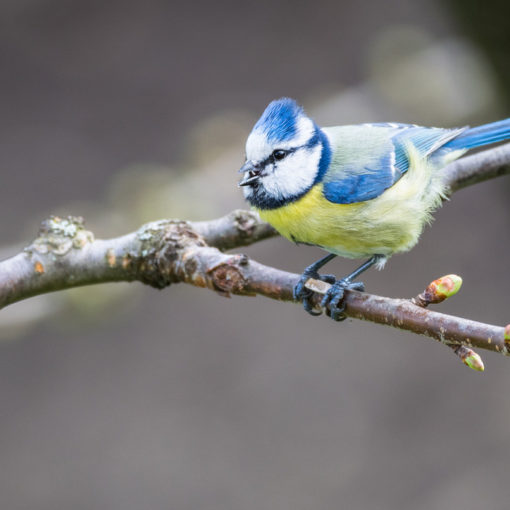 Mésange bleue / Cyanistes caeruleus