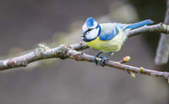 Mésange bleue / Cyanistes caeruleus