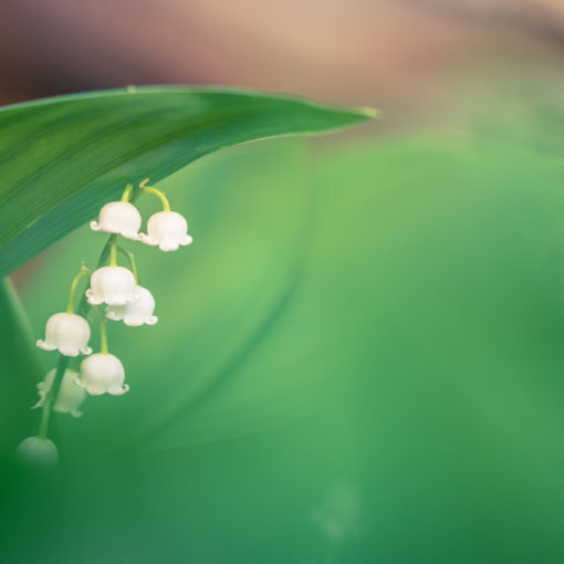 Muguet / Convallaria majalis