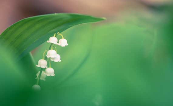 Muguet / Convallaria majalis