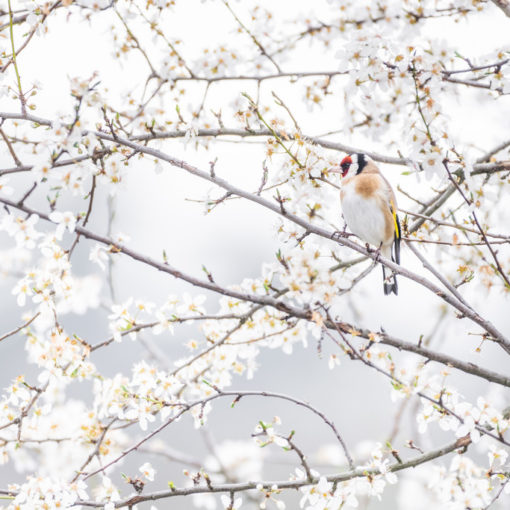 Chardonneret élégant / Carduelis carduelis