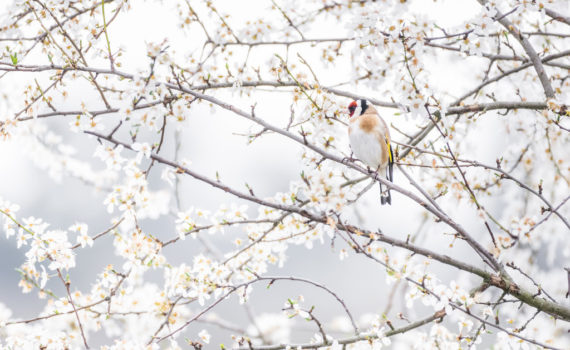 Chardonneret élégant / Carduelis carduelis