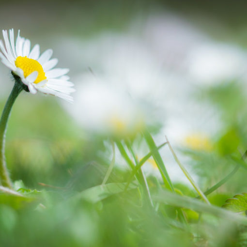 Pâquerette / Bellis perennis