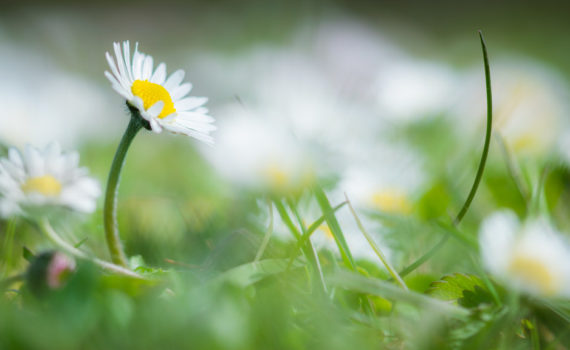 Pâquerette / Bellis perennis