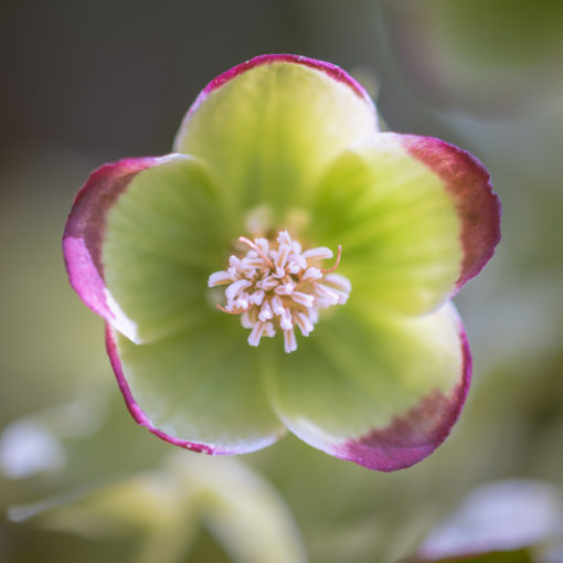 Hellébore fétide / Helleborus foetidus