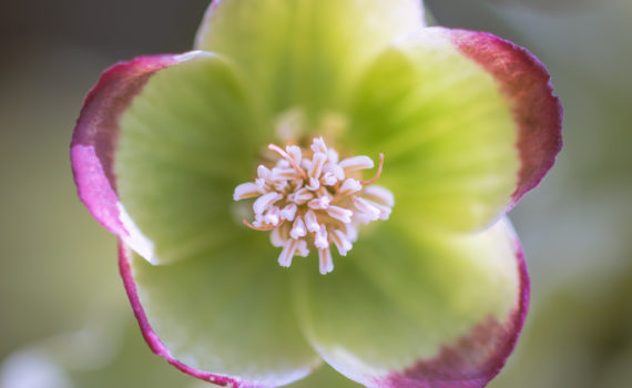 Hellébore fétide / Helleborus foetidus