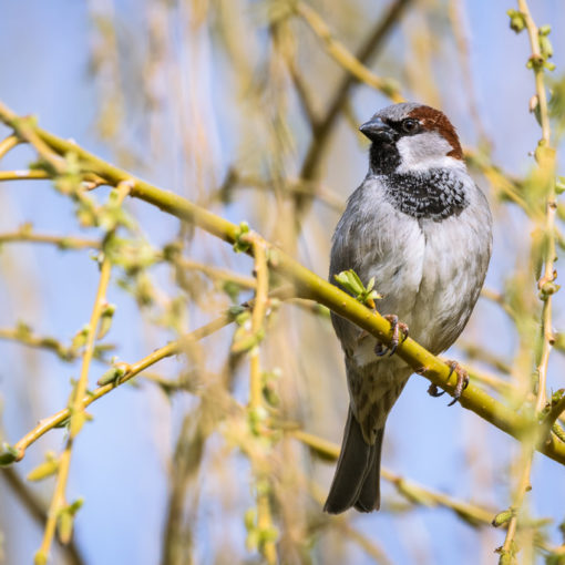 Moineau domestique / Passer domesticus