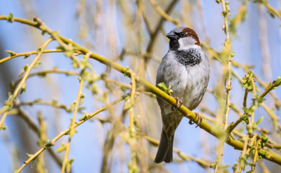 Moineau domestique / Passer domesticus