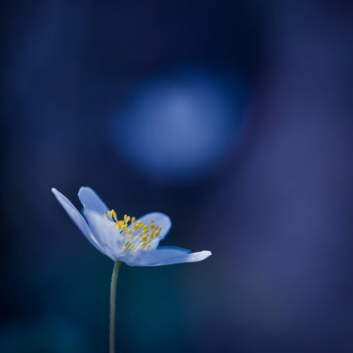 Anémone des bois / Anemone nemorosa