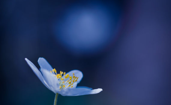 Anémone des bois / Anemone nemorosa