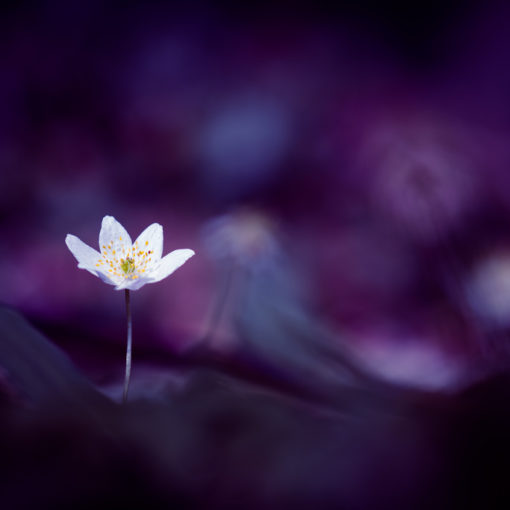 Anémone des bois / Anemone nemorosa