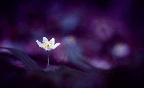 Anémone des bois / Anemone nemorosa