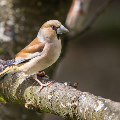 Gros bec casse-noyaux / Coccothraustes coccothraustes