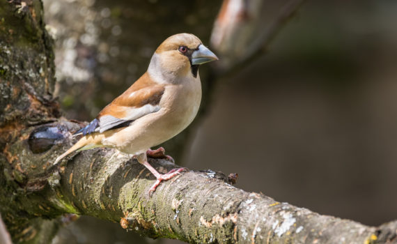 Gros bec casse-noyaux / Coccothraustes coccothraustes