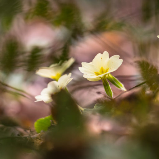 Primevère / Primula vulgaris