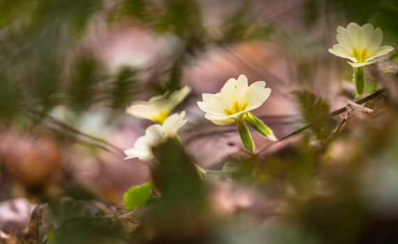 Primevère / Primula vulgaris
