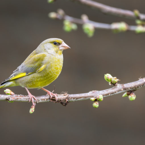 Verdier d'Europe / Chloris chloris