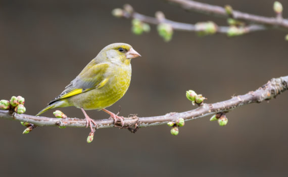 Verdier d'Europe / Chloris chloris