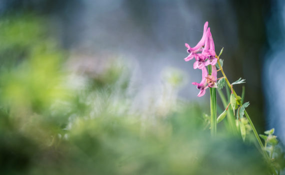 Corydale à bulbe plein / Corydalis solida