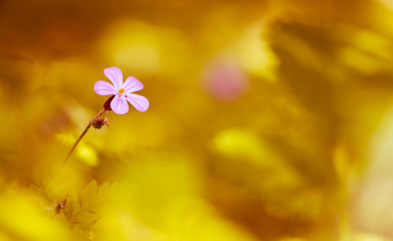 Géranium herbe à Robert / Geranium robertianum