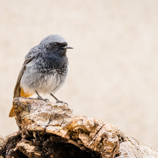 Rougequeue noir / Phoenicurus ochruros