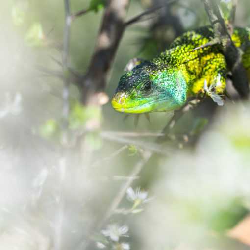 Lézard vert / Lacerta bilineata