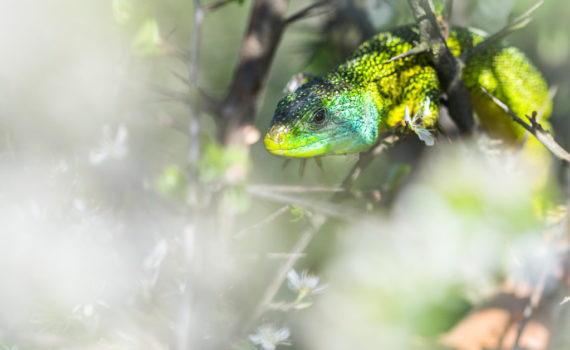 Lézard vert / Lacerta bilineata