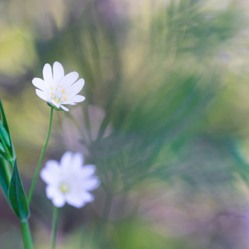 Stellaire holostée / Stellaria holostea