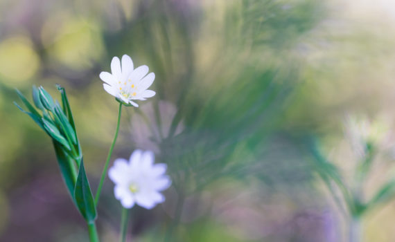 Stellaire holostée / Stellaria holostea