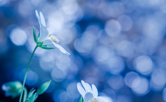 Stellaire holostée / Stellaria holostea