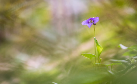 Violette odorante / Viola odorata