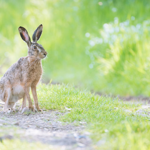 Lièvre d'Europe / Lepus europaeus