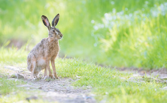 Lièvre d'Europe / Lepus europaeus