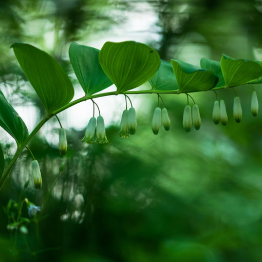 Sceau de Salomon / Polygonatum multiflorum