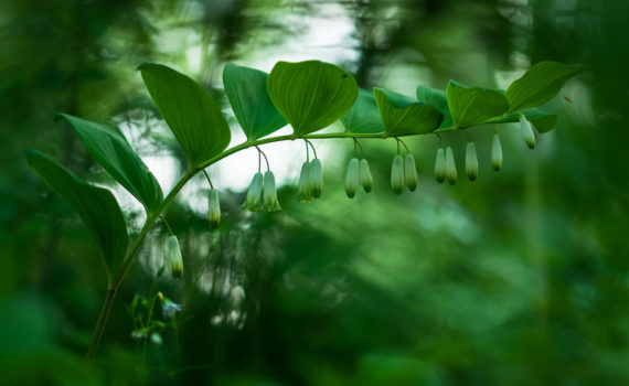 Sceau de Salomon / Polygonatum multiflorum