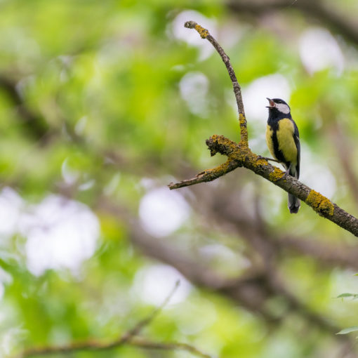 Mésange charbonnière / Parus major