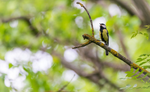 Mésange charbonnière / Parus major