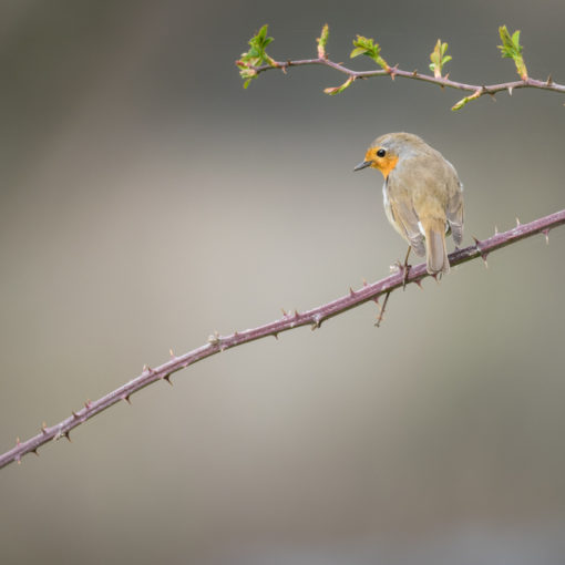 Rougegorge familier / Erithacus rubecula