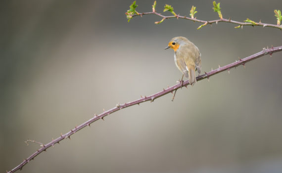 Rougegorge familier / Erithacus rubecula