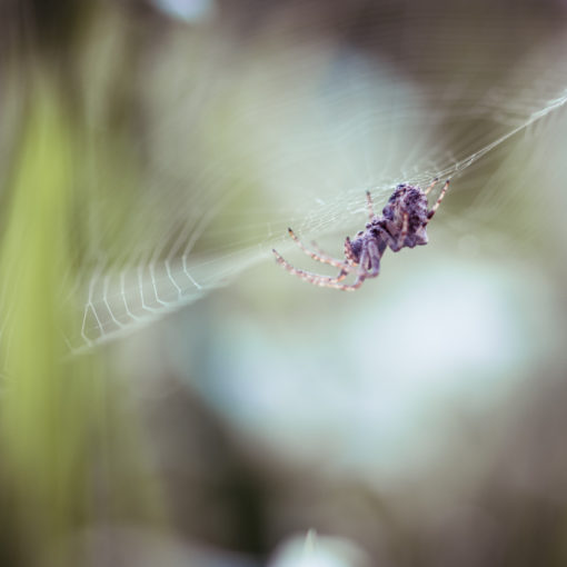 Épeire diadème / Araneus diadematus