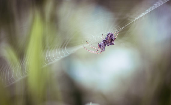 Épeire diadème / Araneus diadematus